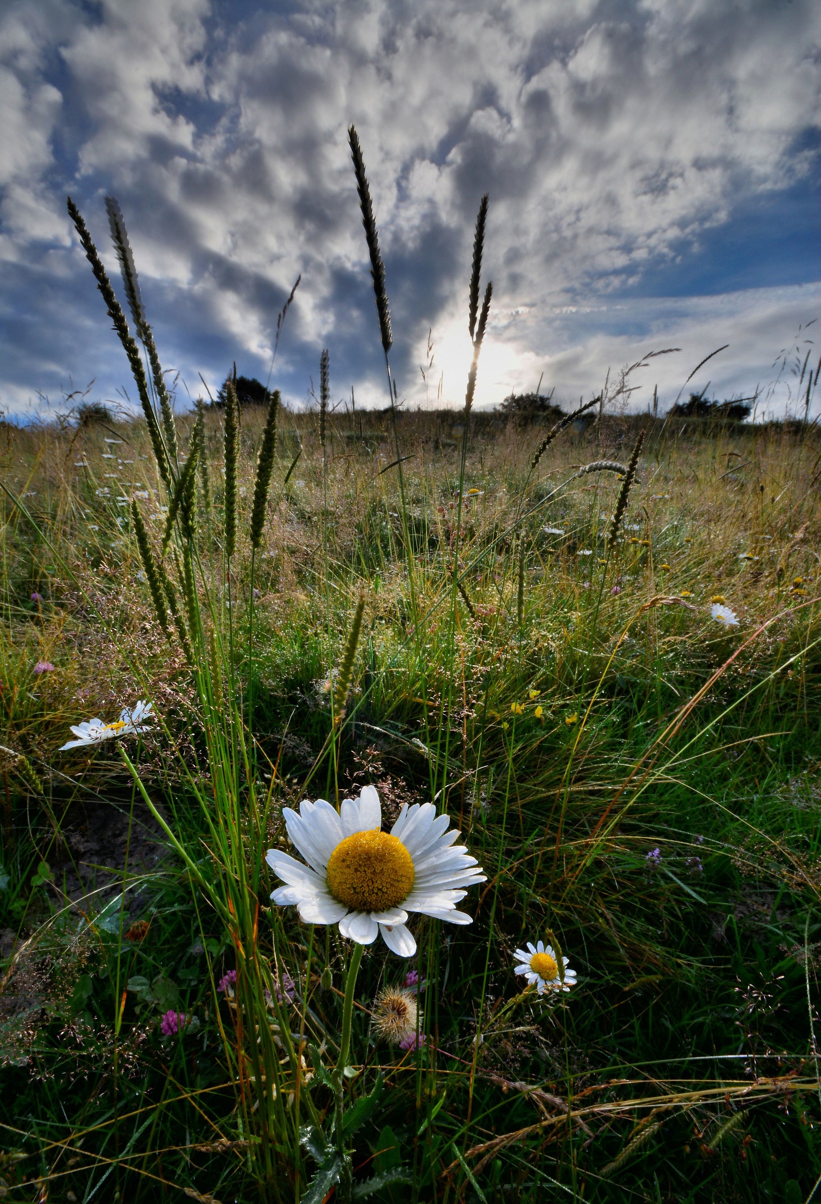 oltre la margherita.