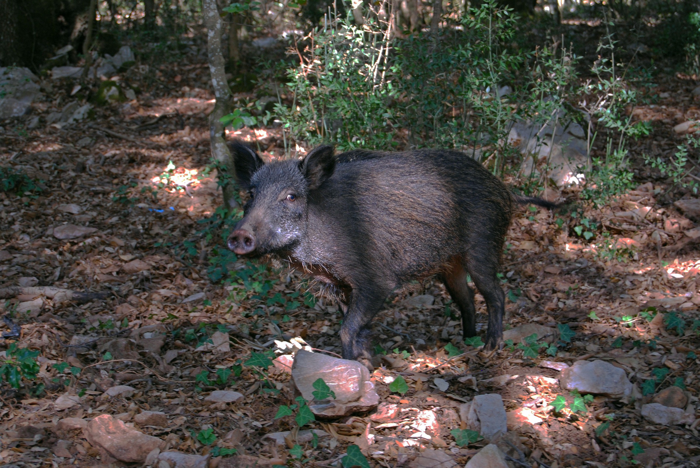 Sardinian wild boar