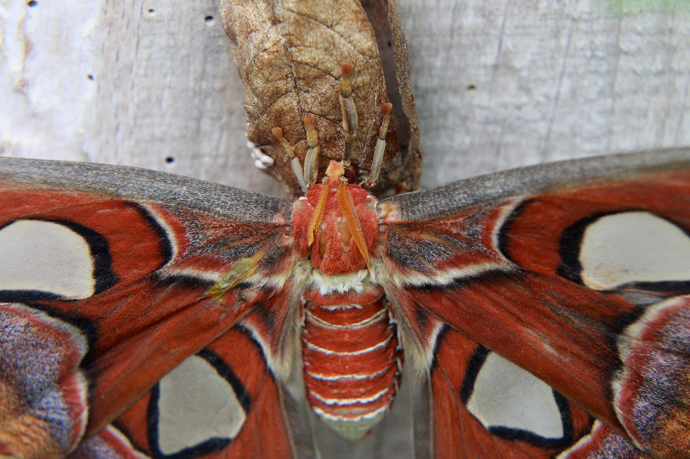 Giant Moth