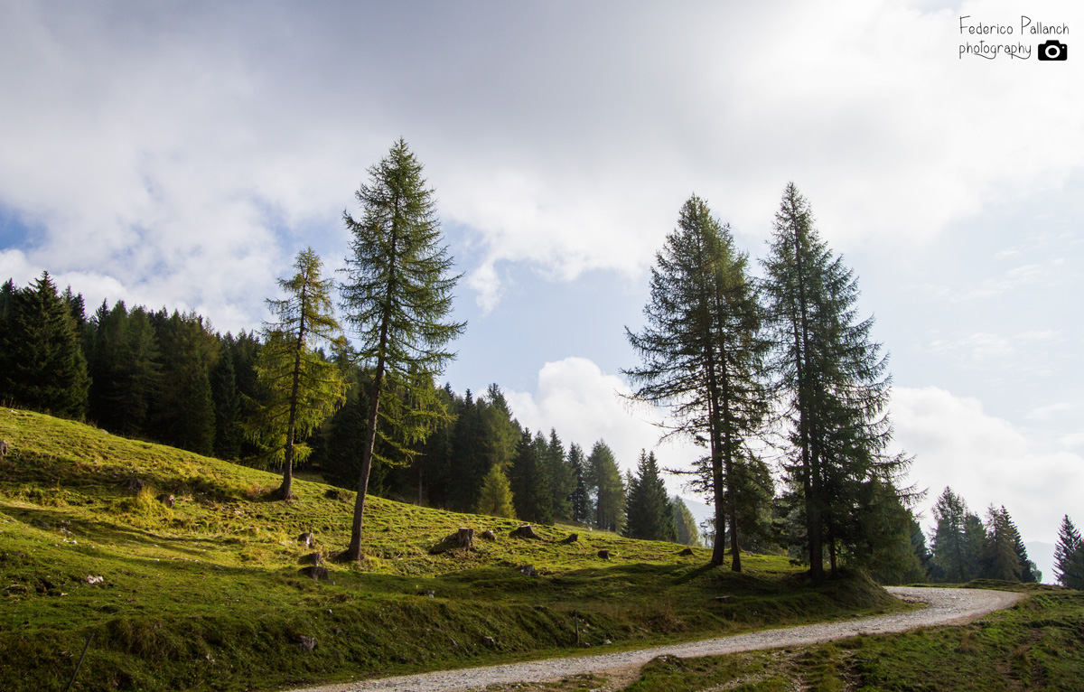 Shadows, road & trees
