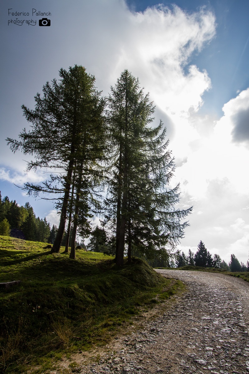 alberi e grandangoli