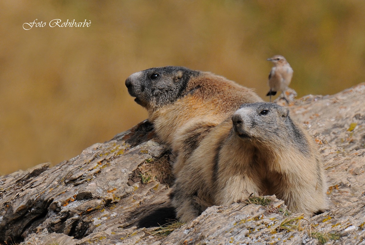 Marmotte....culbianco di guardia..