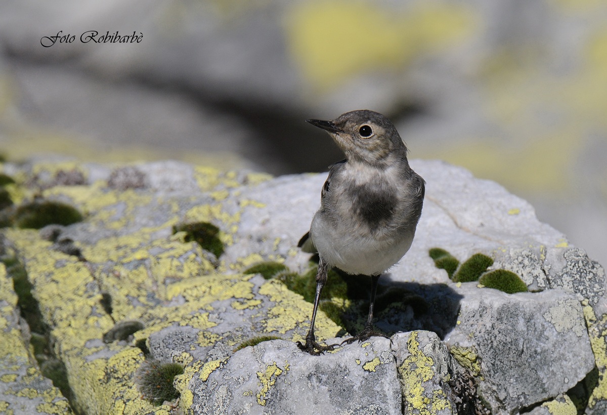 Ballerina bianca...juv...