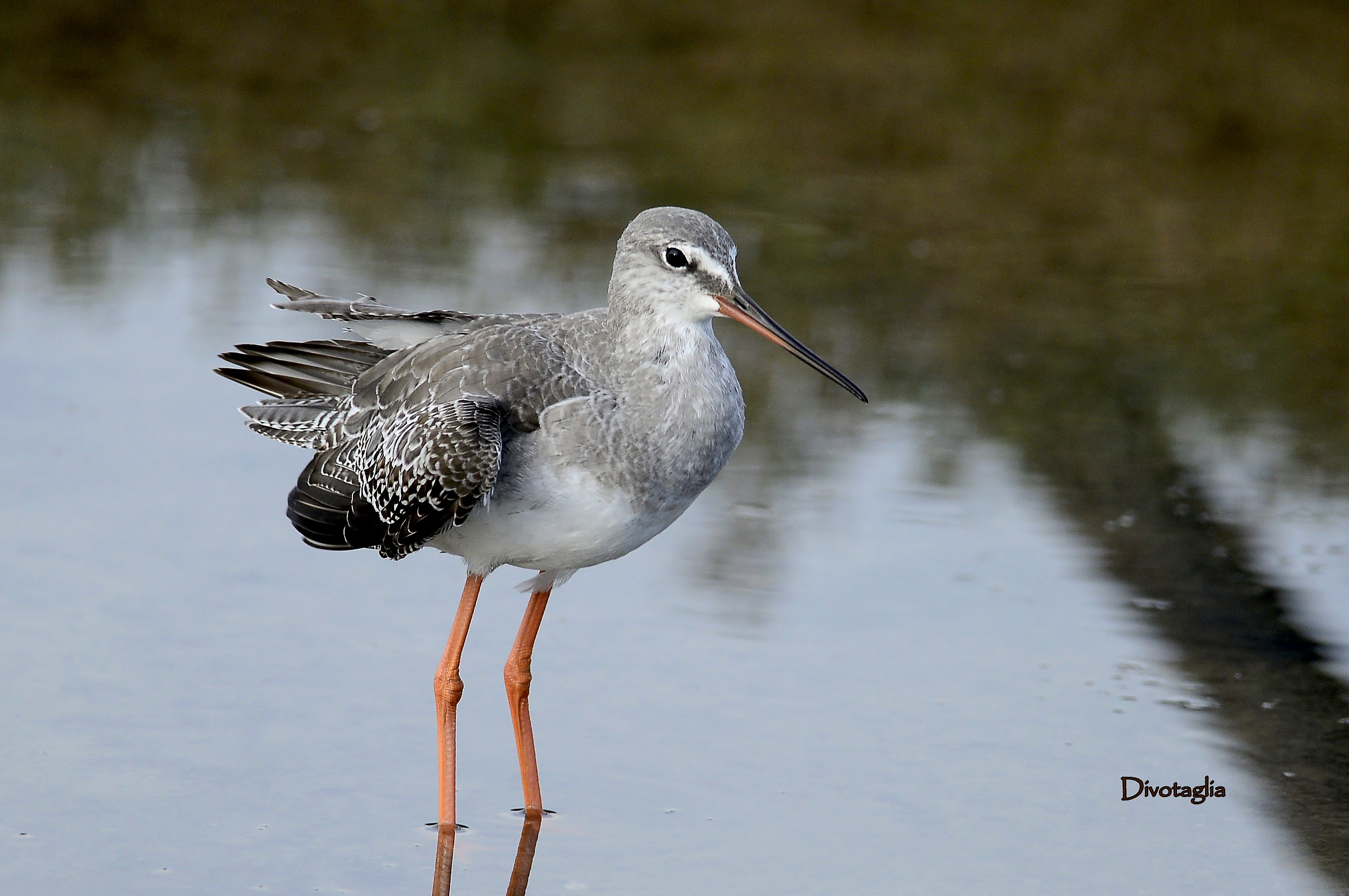 Spotted Redshank (Tringa Redshank)