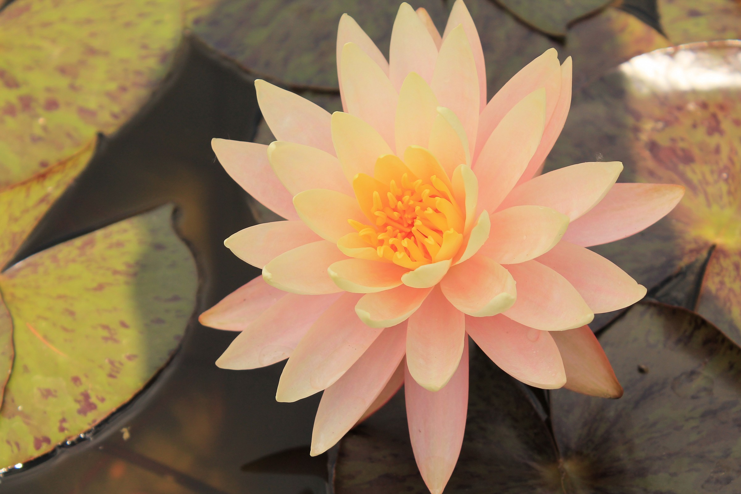 Lotus flower