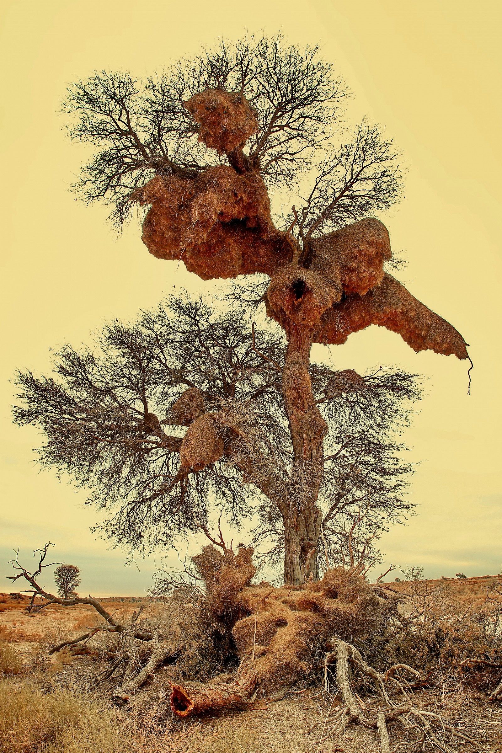 condominium for birds