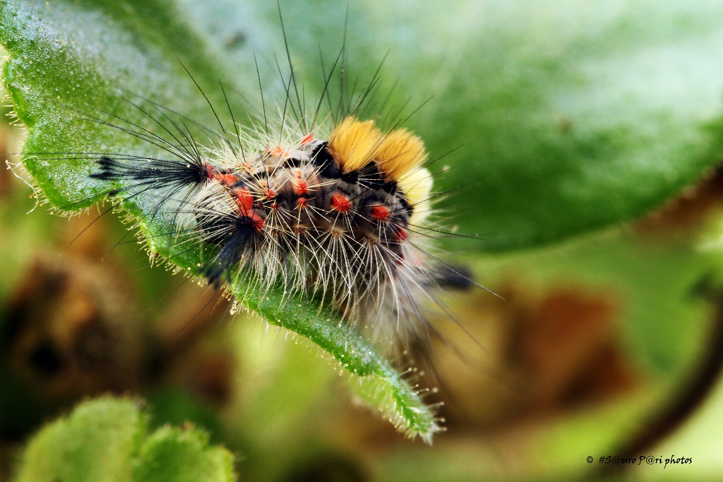 caterpillar on geranium