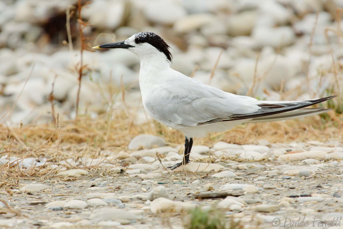 Sandwich Terns at rest