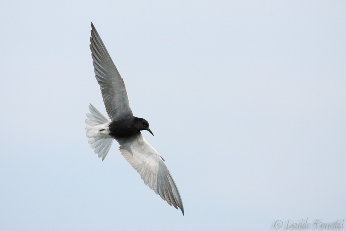 Black Tern in breeding dress