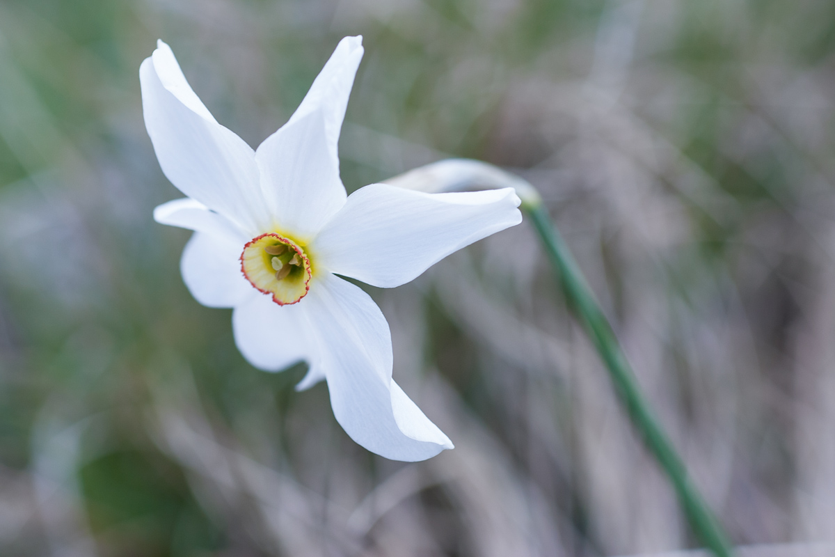 Risalendo il Monte Fiocca...