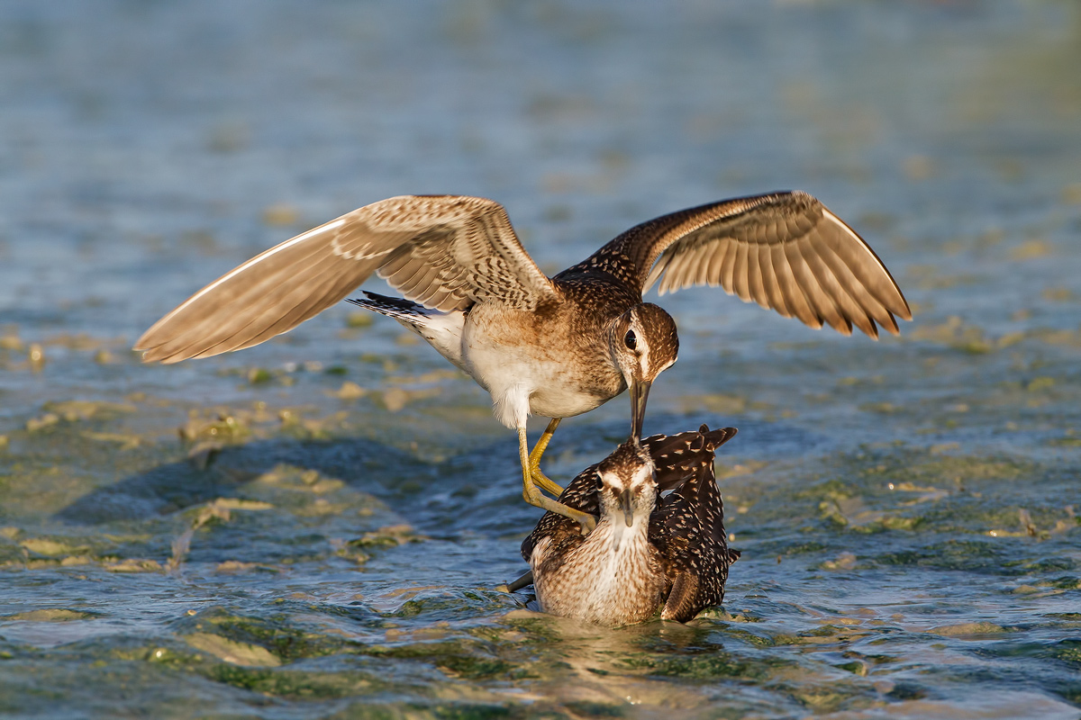 Wood Sandpiper in combat