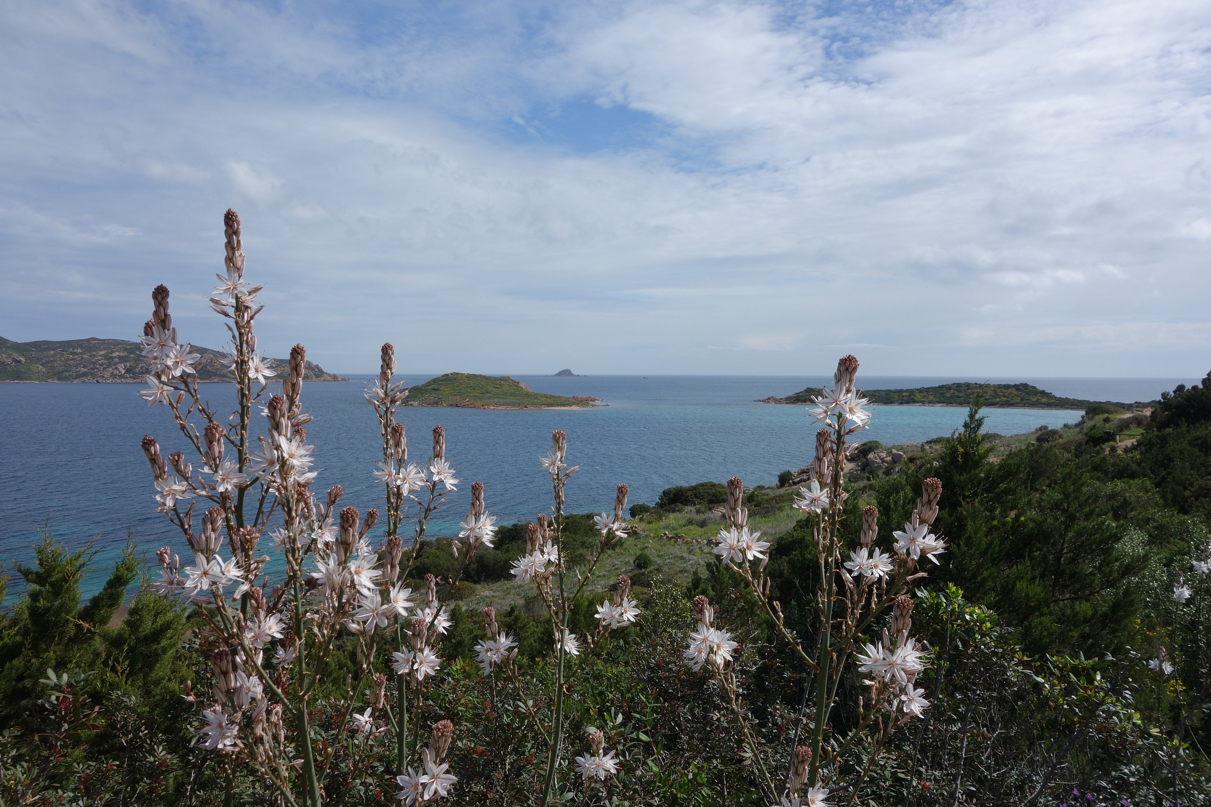 Sardegna, Asfodeli in fiore a Capo Coda Cavallo