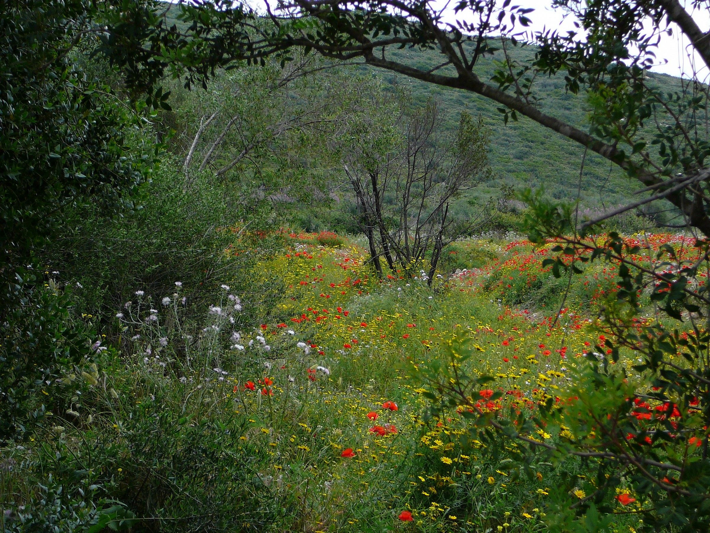Sardegna, primavera nella campagna