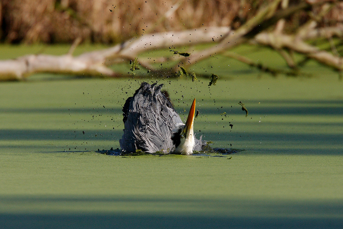 Il bagno dell'airone