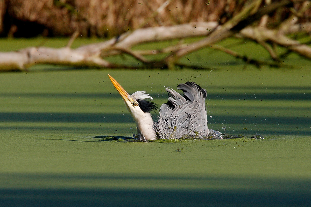 Heron in bathroom b