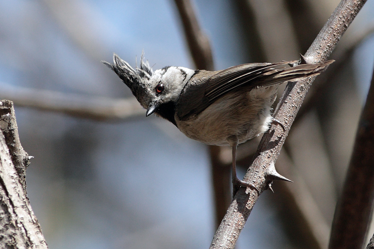 Cincia dal ciuffo, Lophophanes cristatus