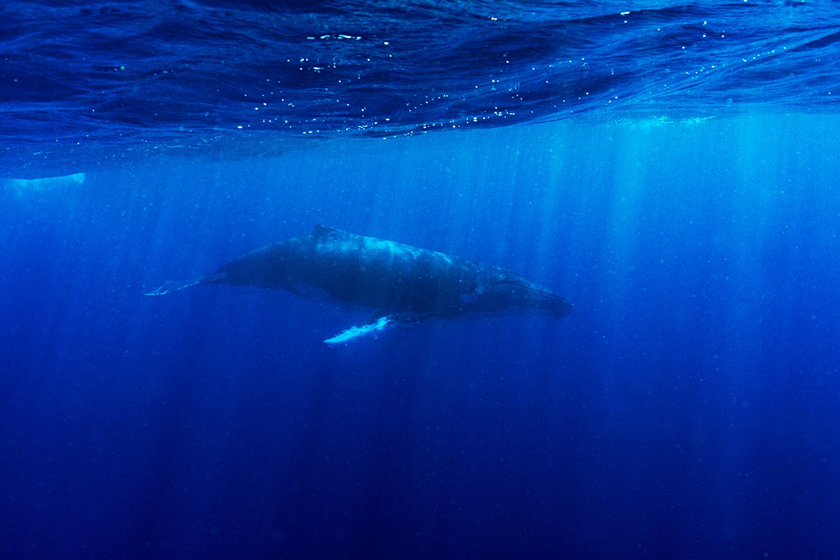 Megaptera novaeangliae