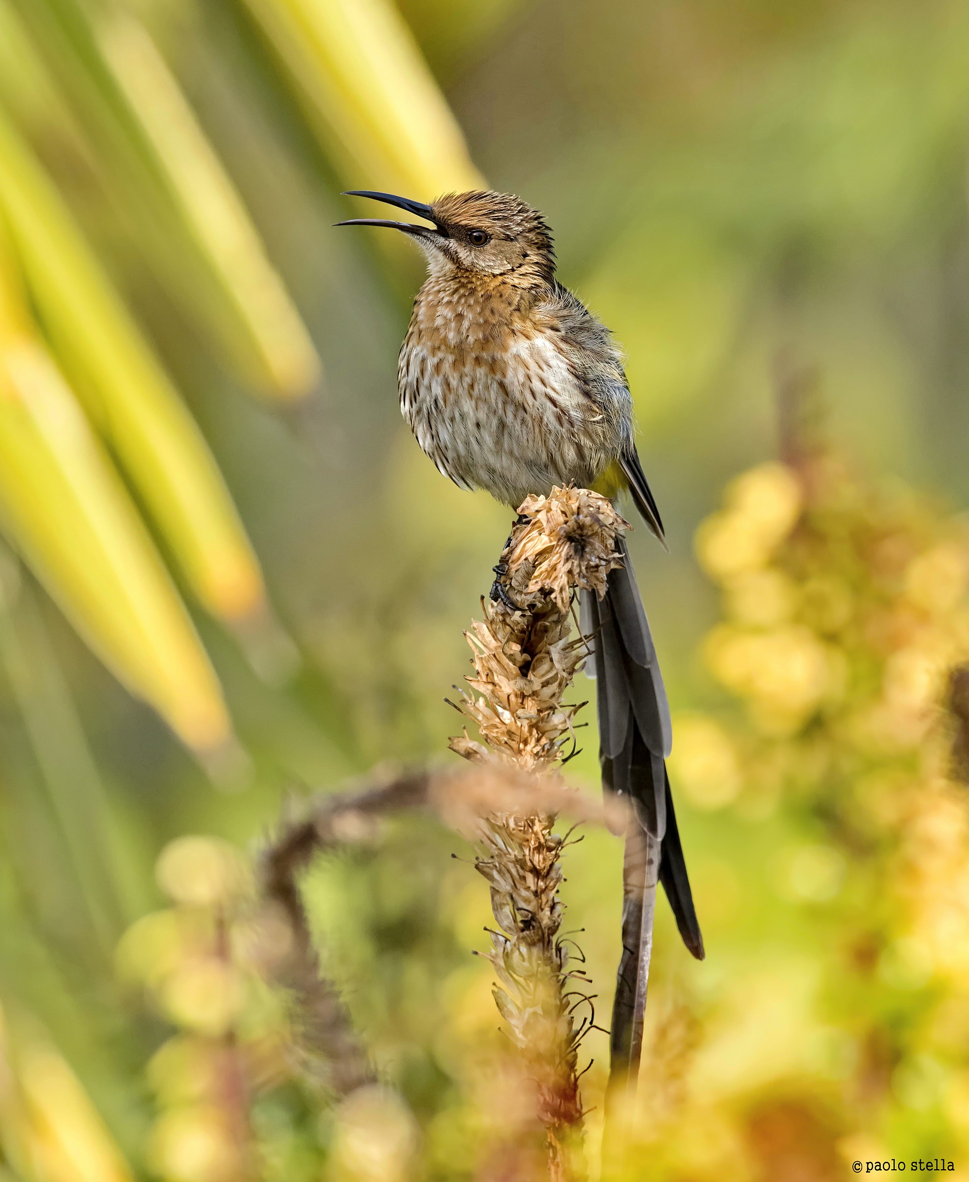 Cape Sugarbird M (Promerops cafer)