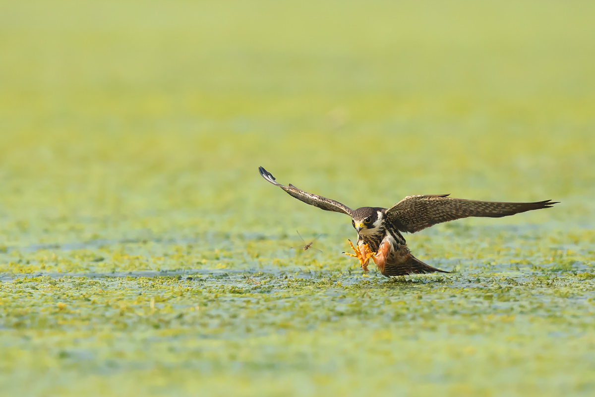 The dragonfly is mine!