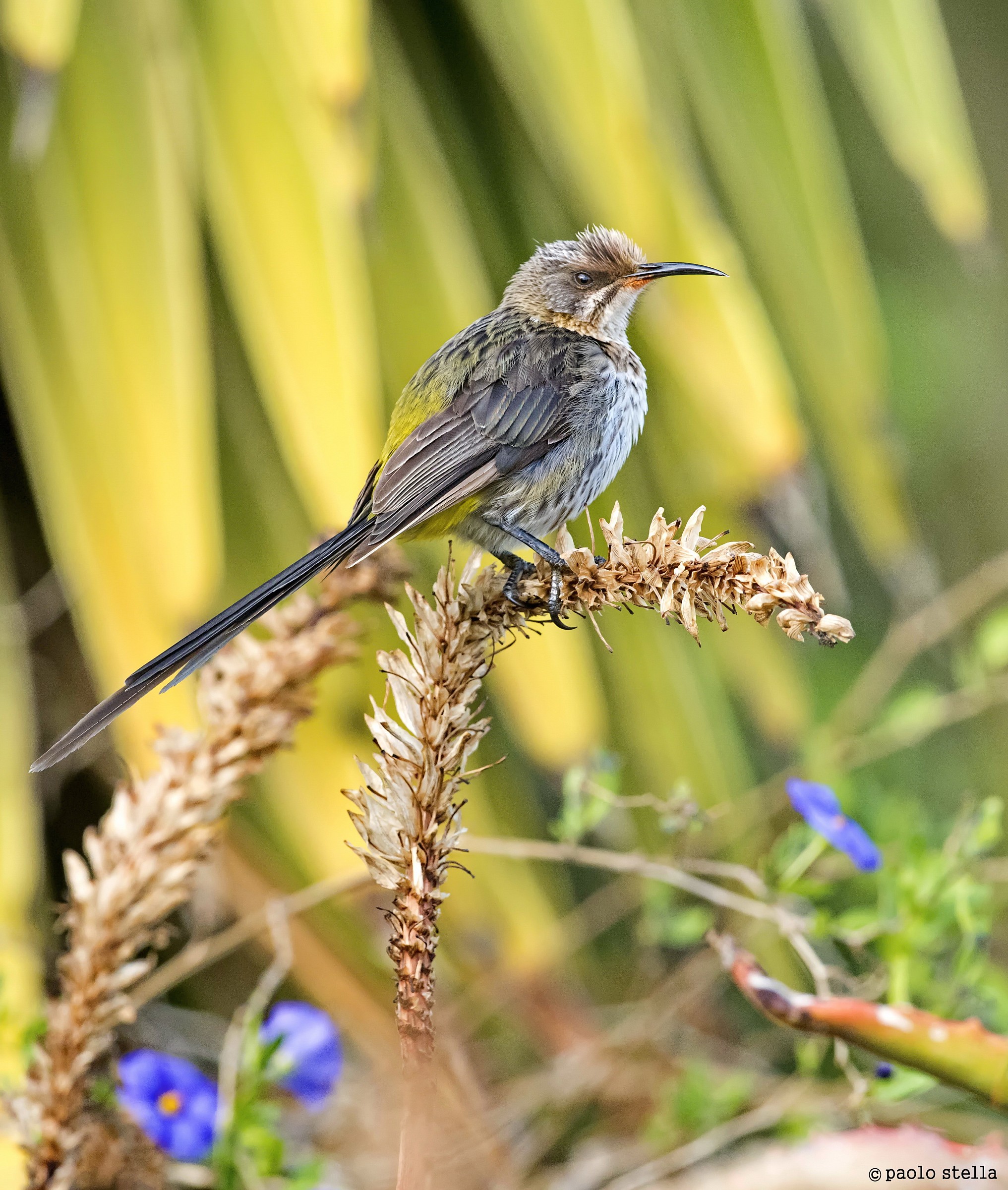 Cape Sugarbird F (Promerops cafer)