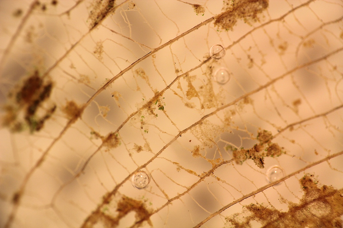 FogliaSemiDecomposta