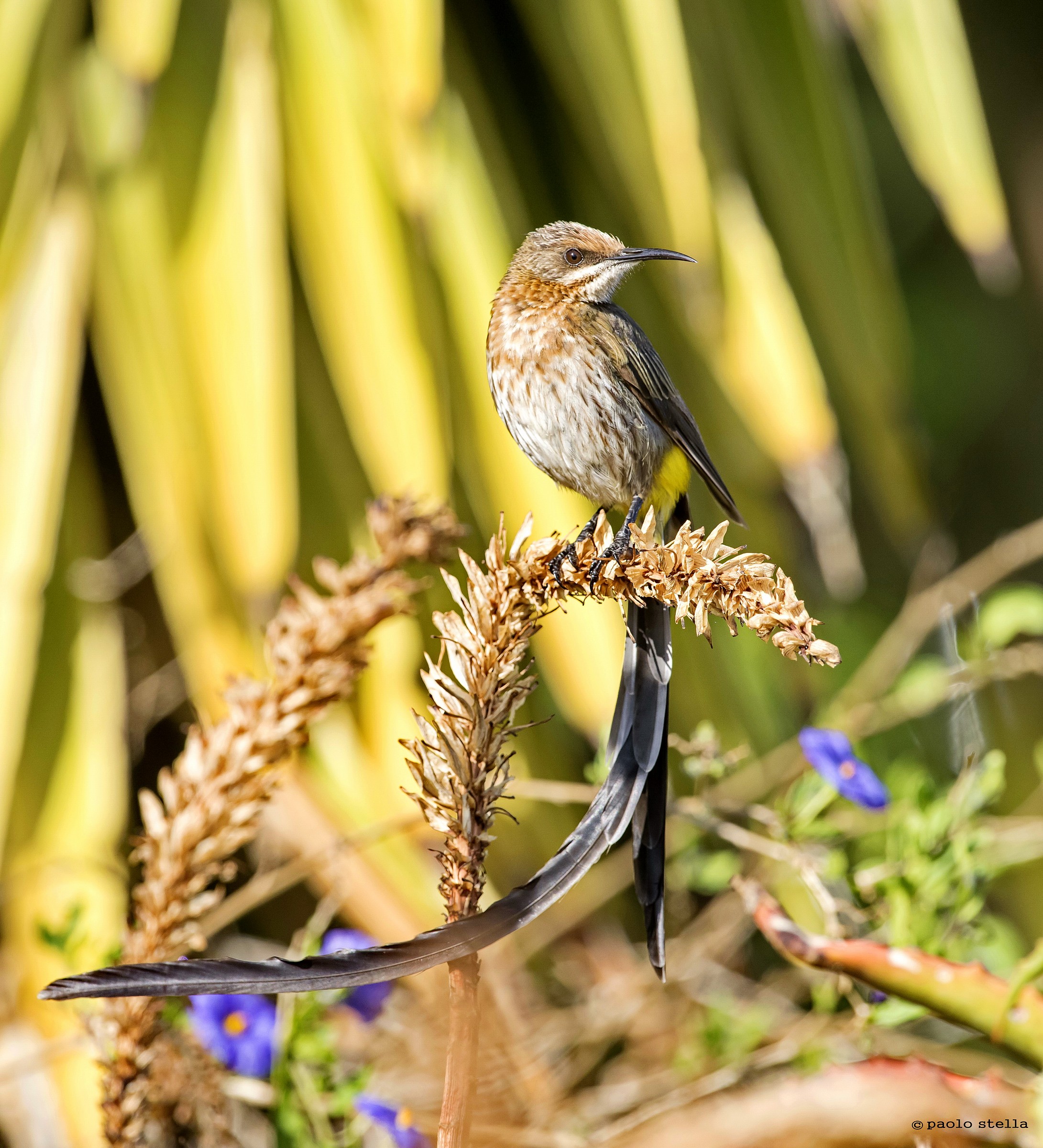 Cape Sugarbird M (Promerops cafer)