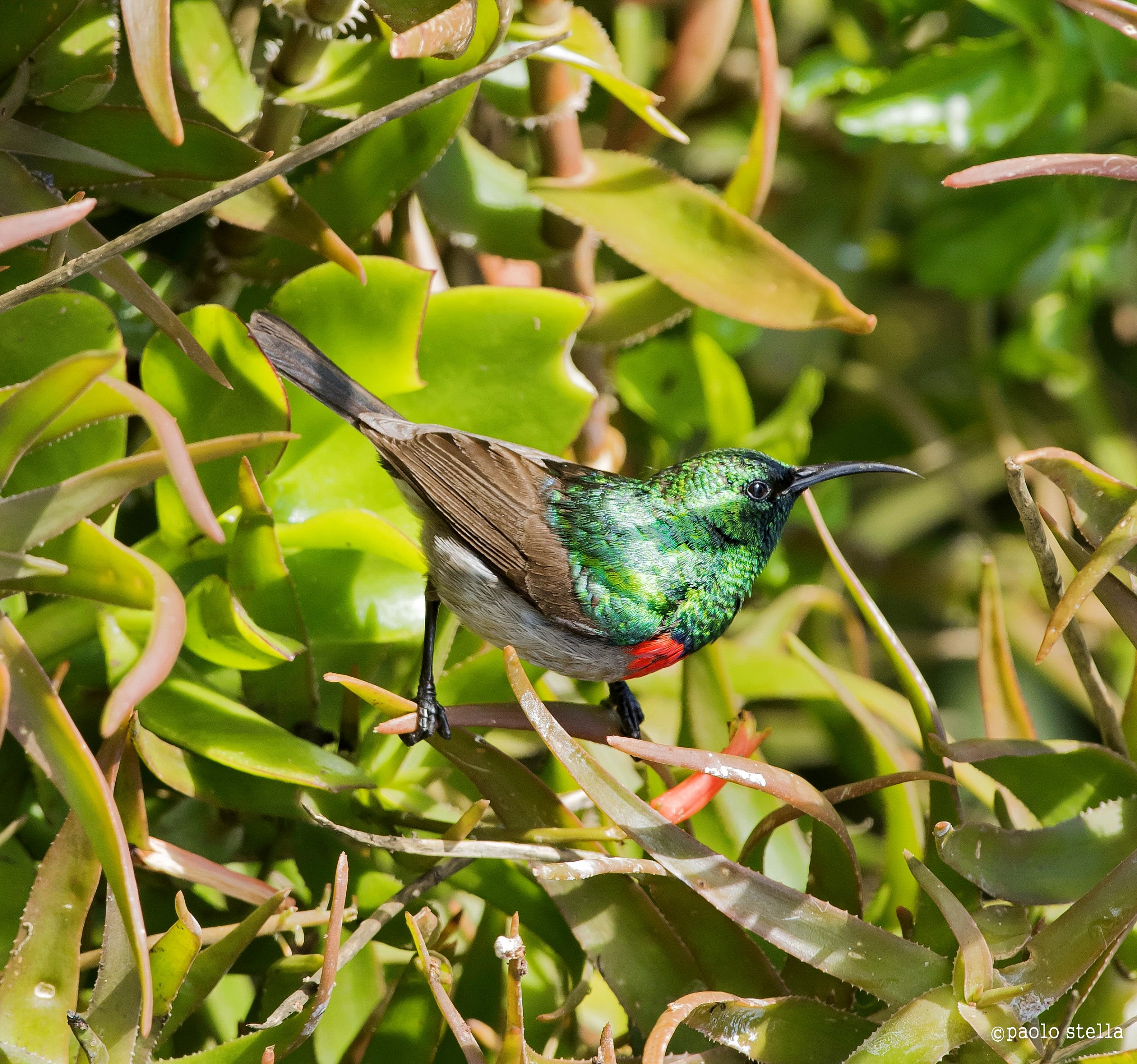 Southern double-collared sunbird (Cinnyris chalybeus)