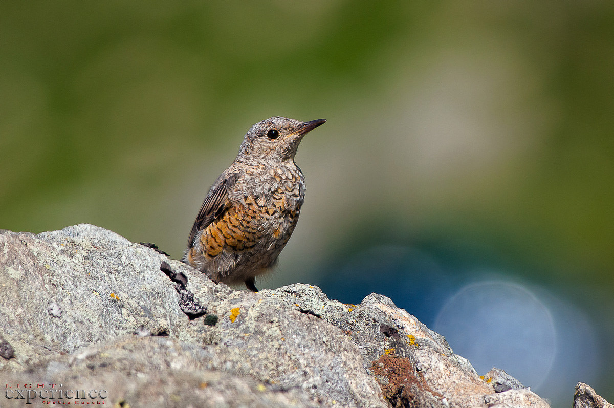 Sbucato all'improvviso