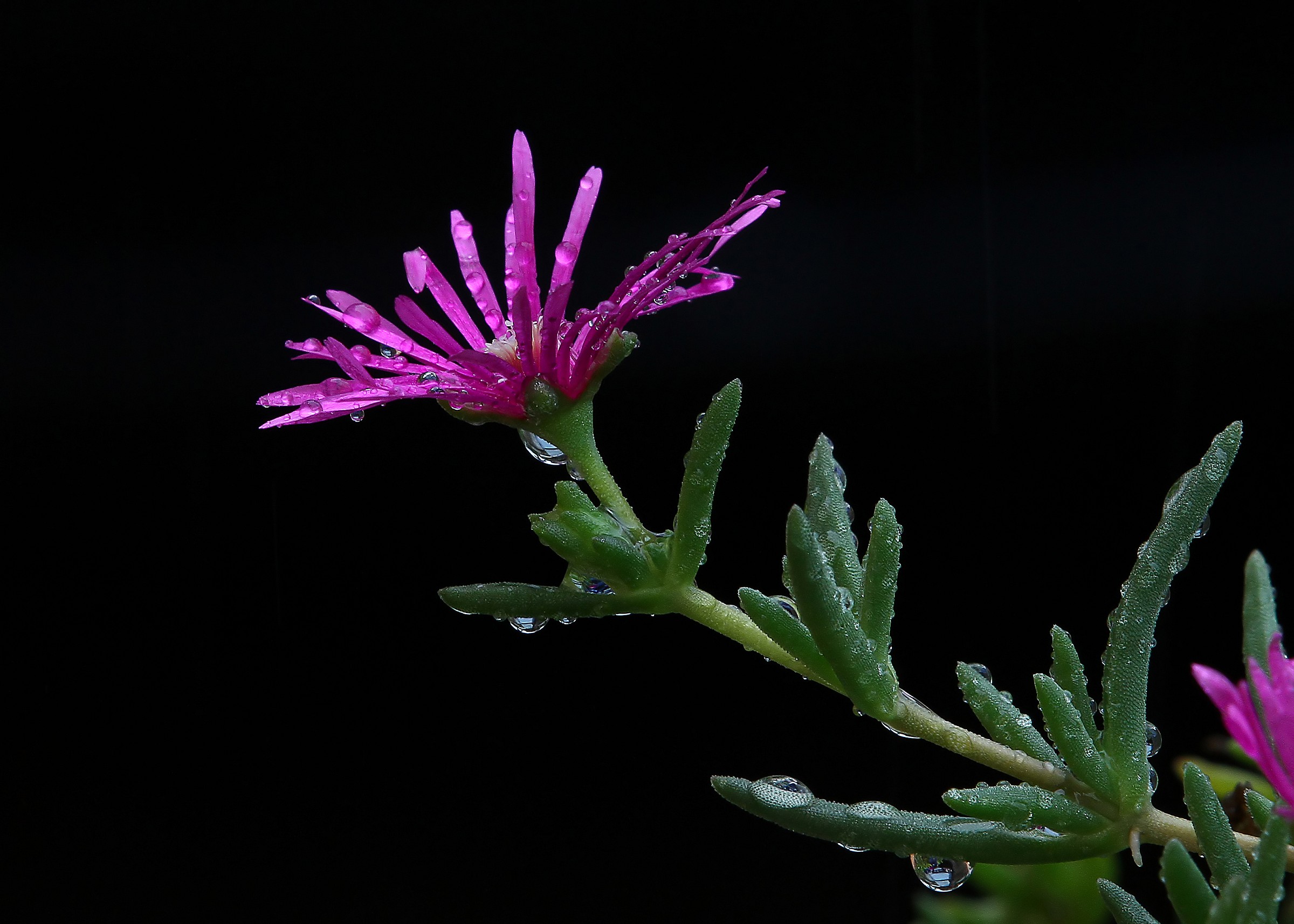 Fiore sotto la pioggia