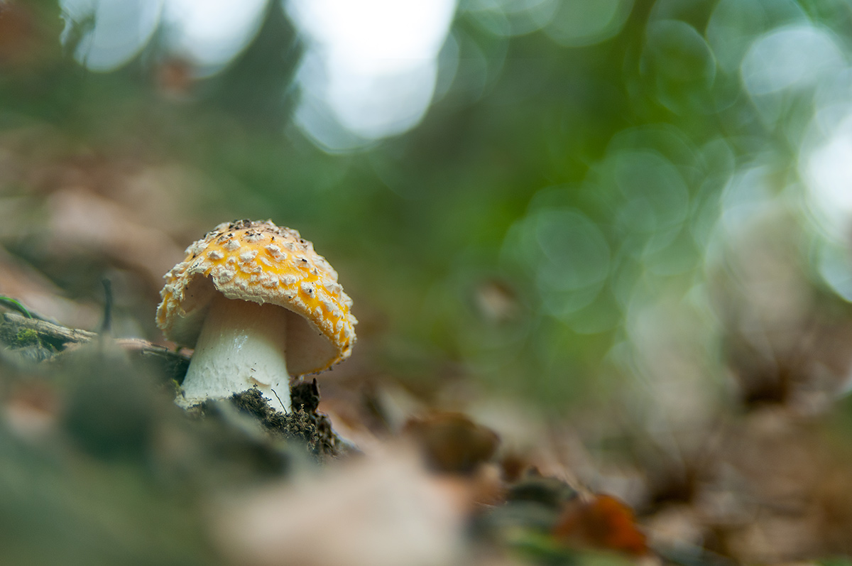 Color's of Amanita muscaria.