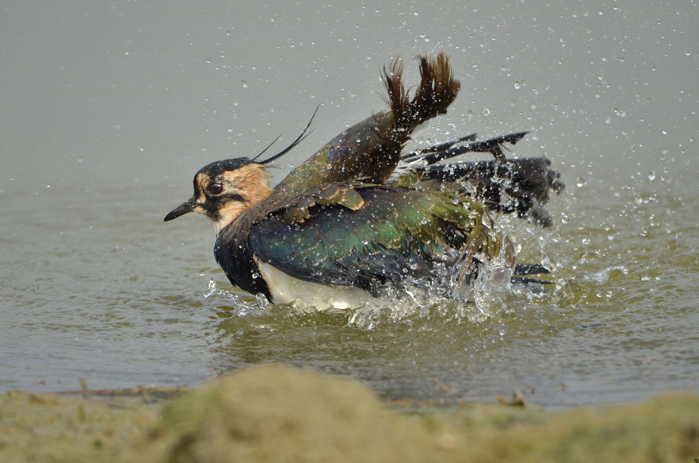 il bagnetto della pavoncella