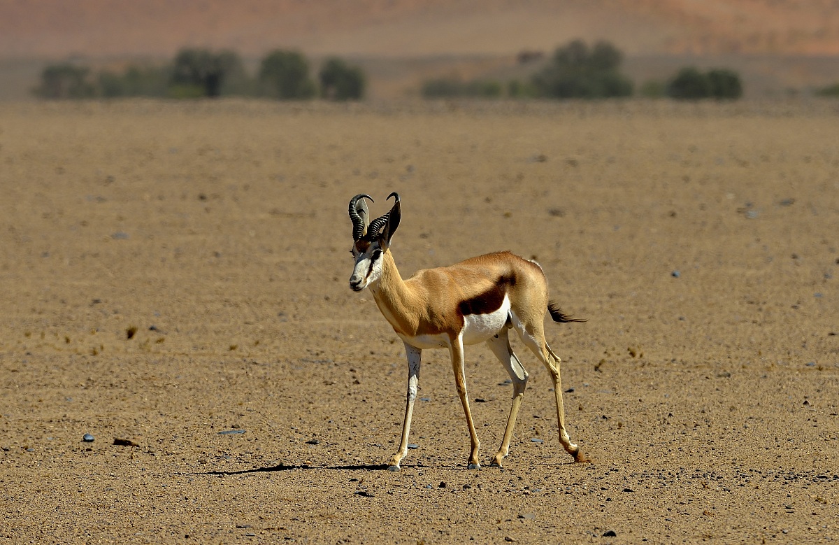 Deserto del Namib - Springbok