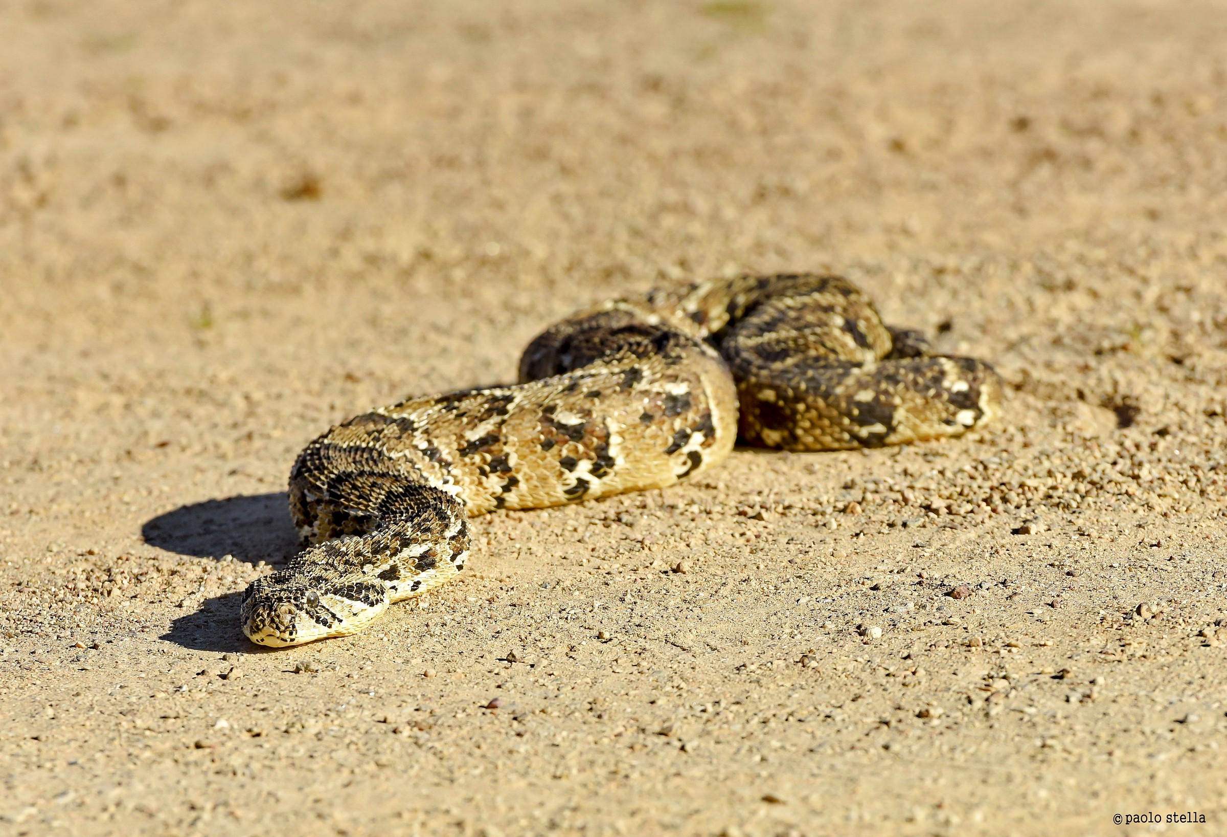 Puff Adder (Bitis arietans)