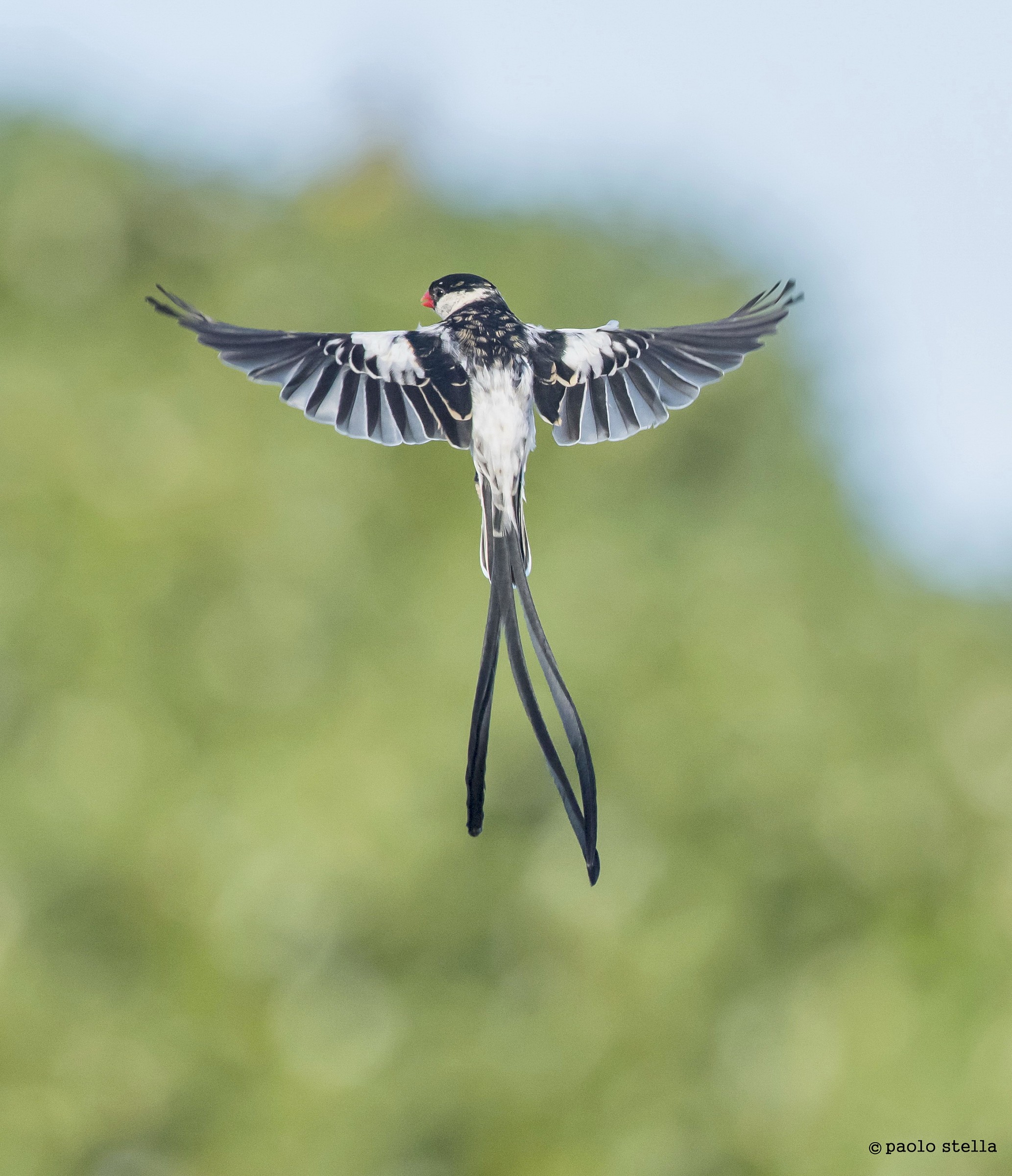 pin-tailed whydah - M . (Vidua macroura)