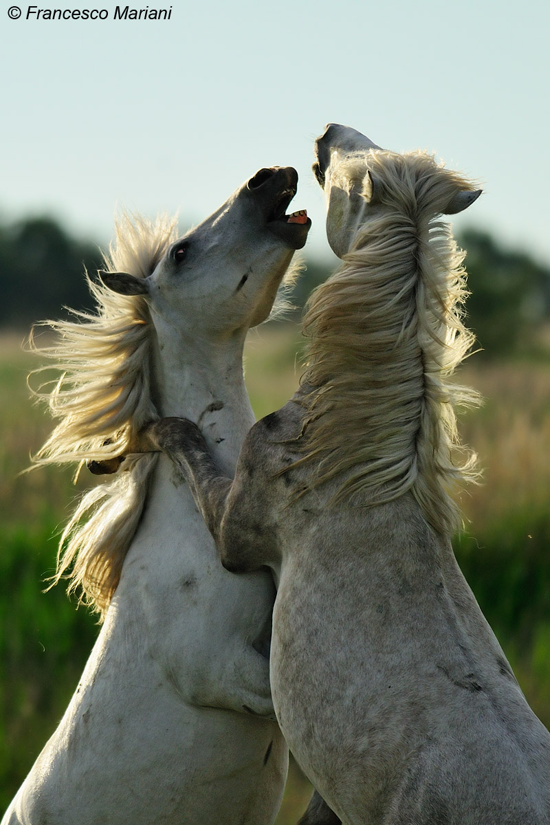 Horses Camargue 03