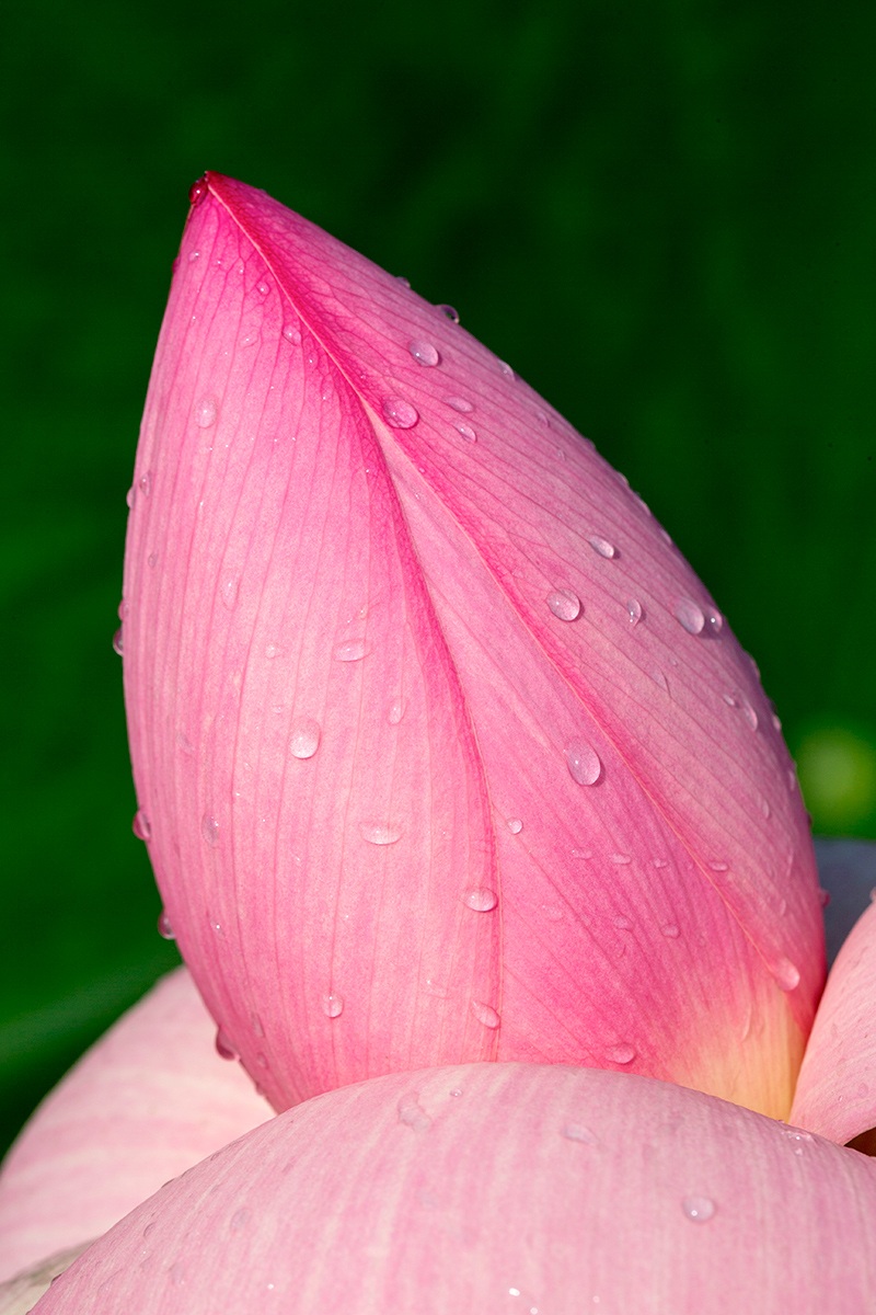 fiore di loto aperto manualmente