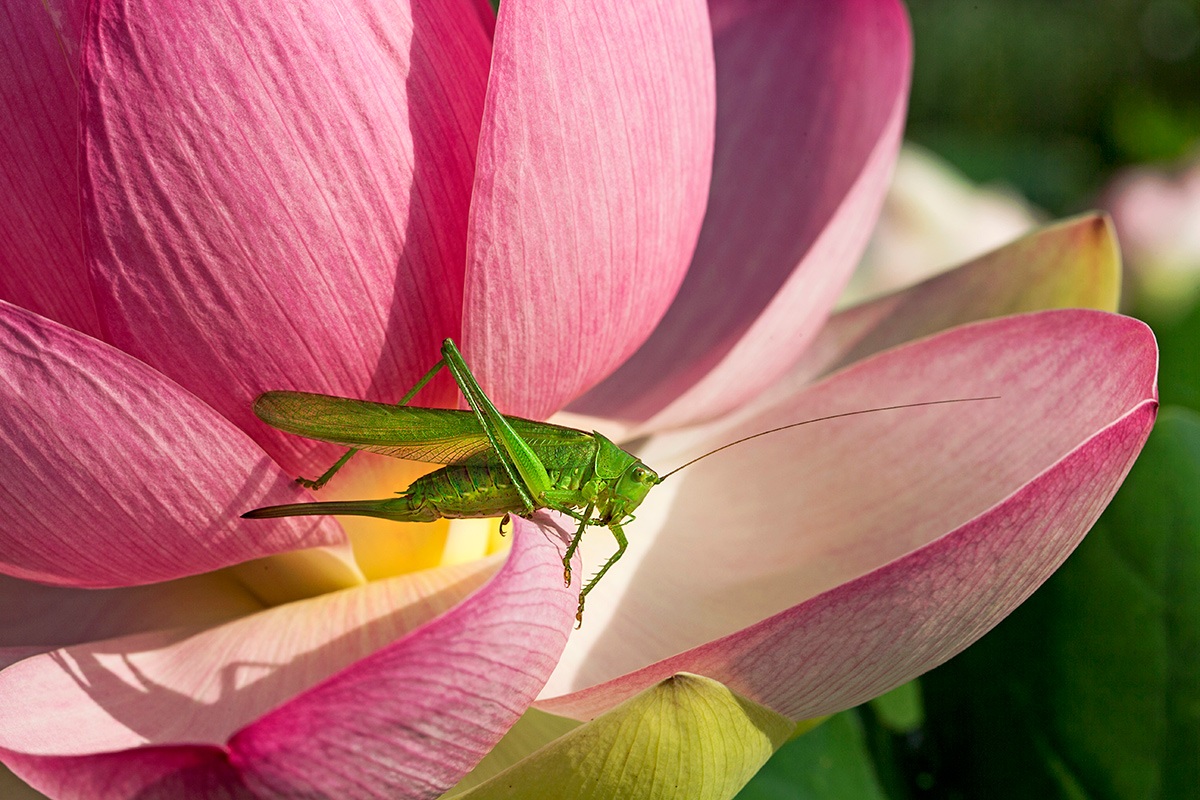 cavalletta su fiore di loto
