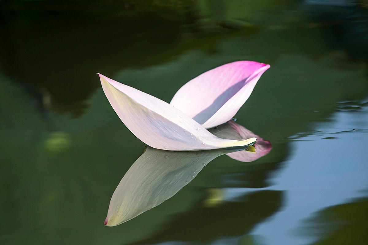 petali di fiori di loto