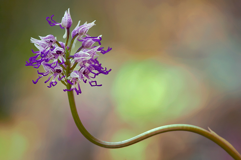 Orchis simia