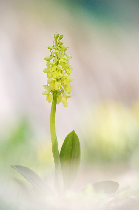 Orchis pallens