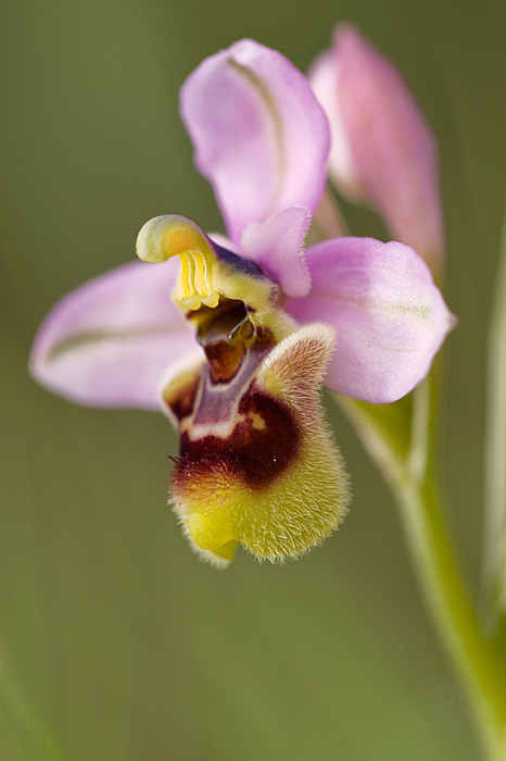 Ophrys tenthredinifera