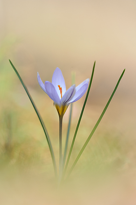 Crocus