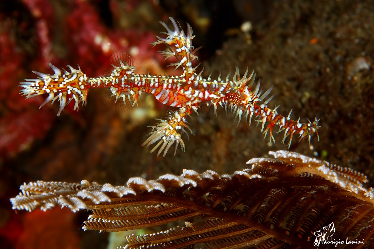 Ghost "phantasmagoric" 2