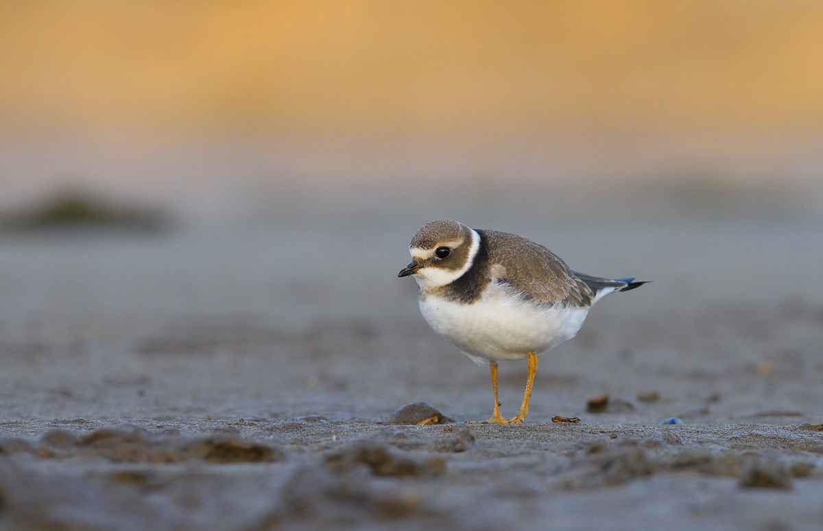 Ringed Plover