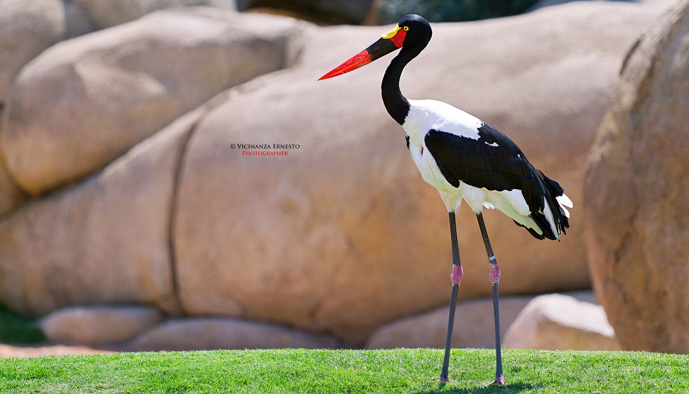 African Saddle-billed Stork