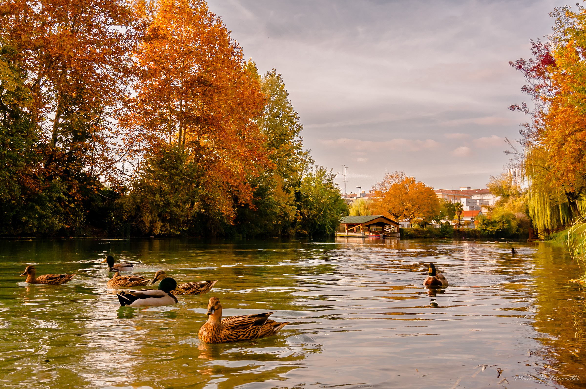 Autumn along the Sile