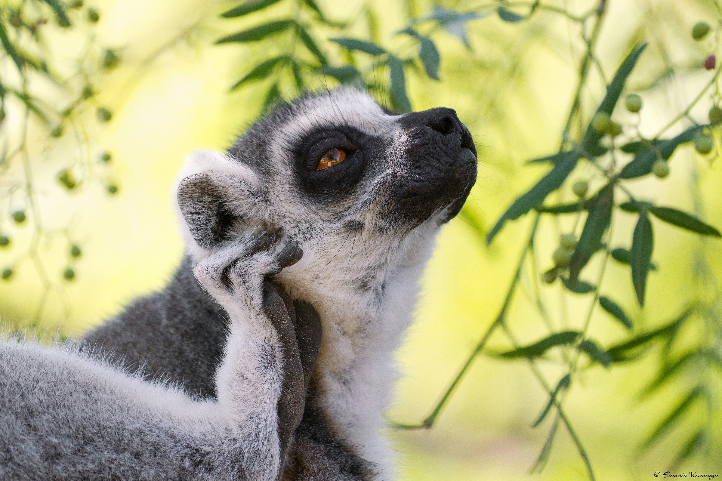 Lemur Catta