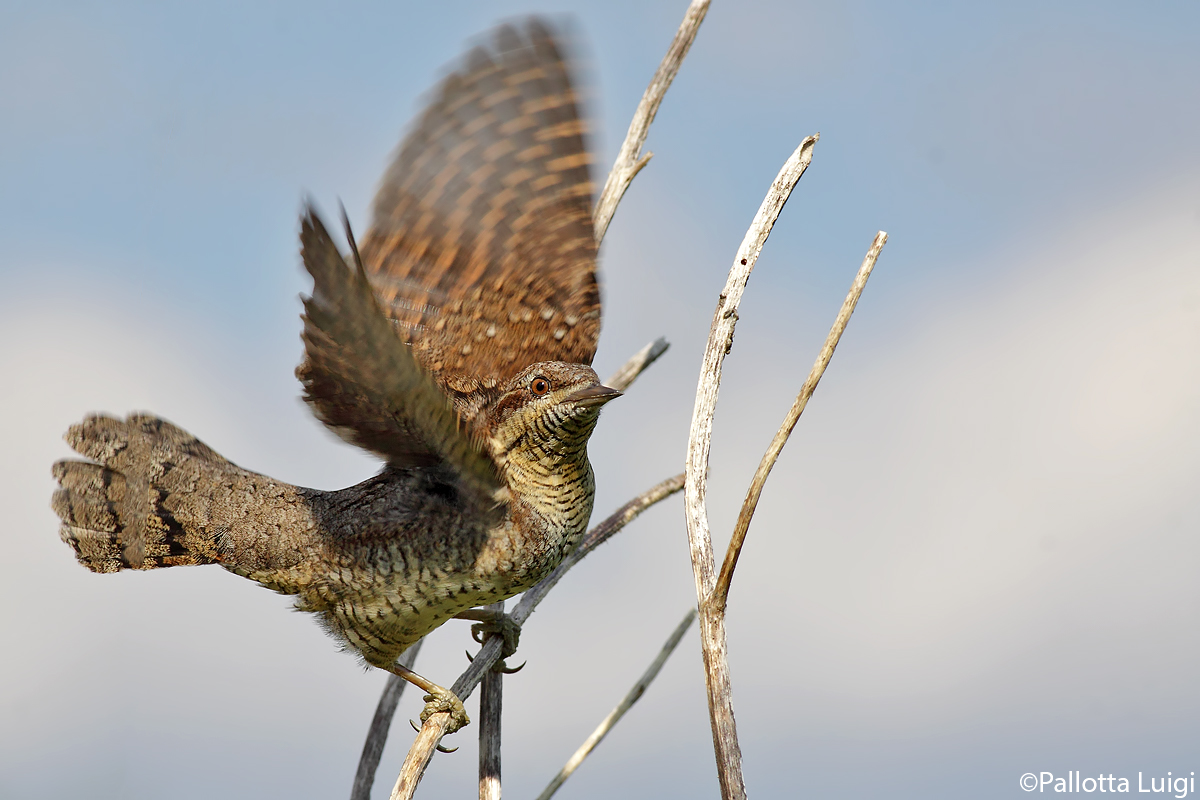 Torcicollo (Jynx torquilla)