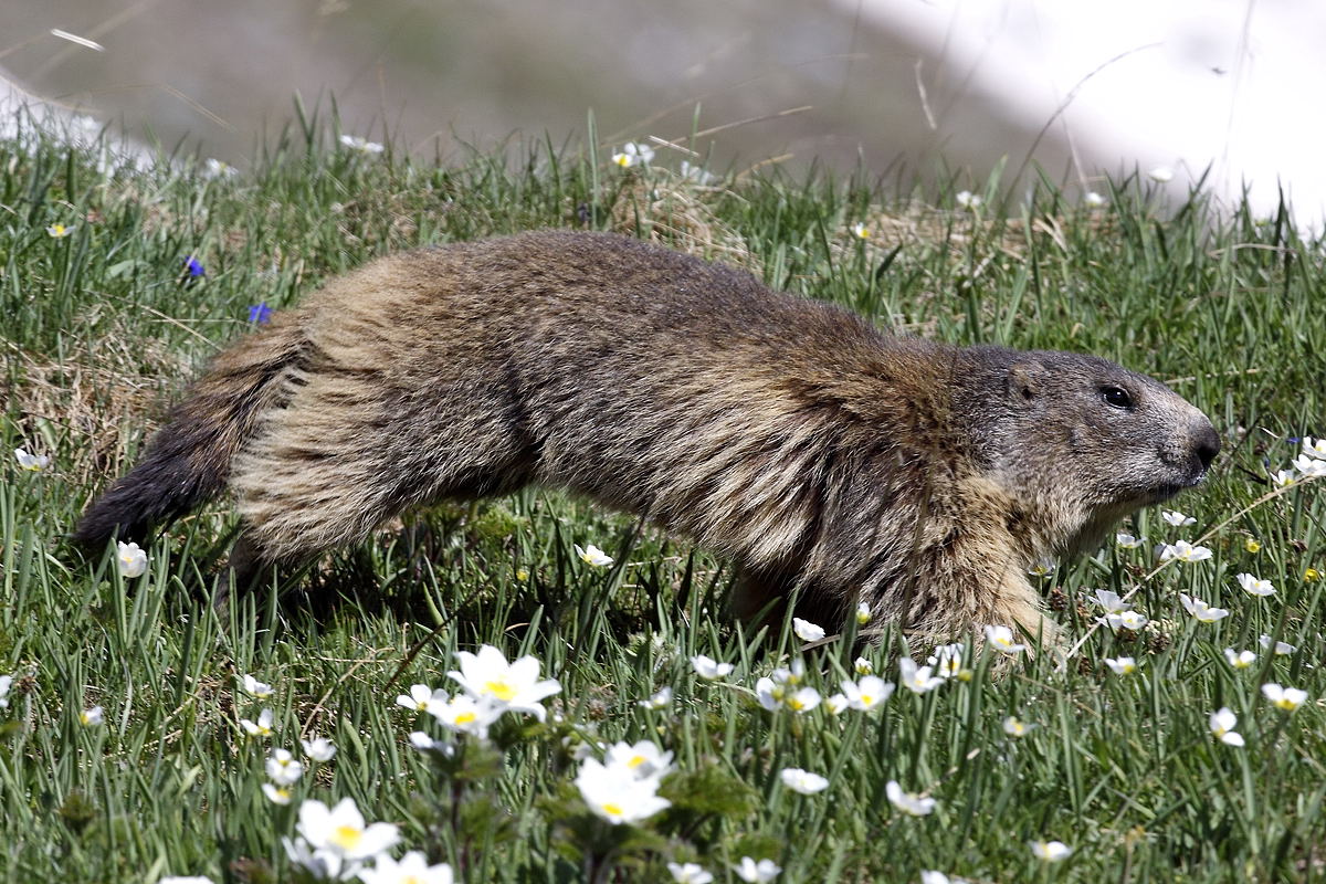 Marmotta