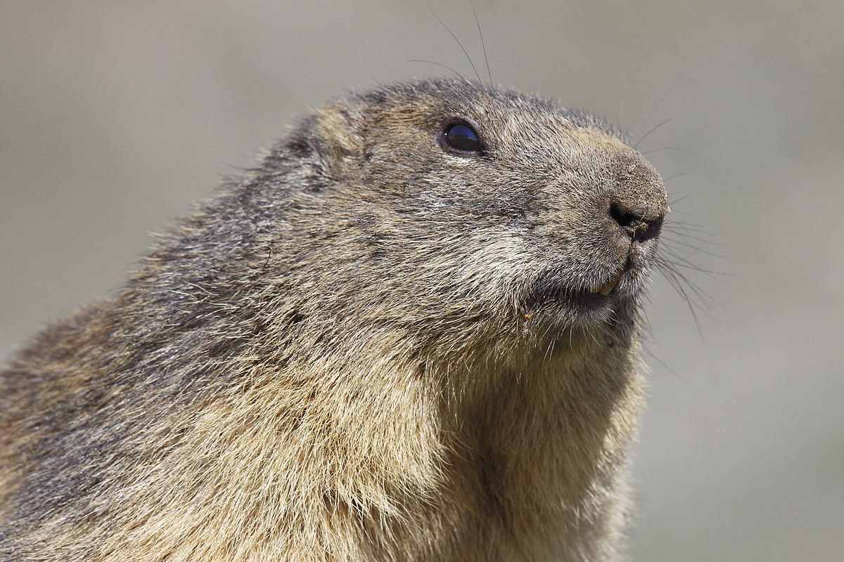 Marmotta